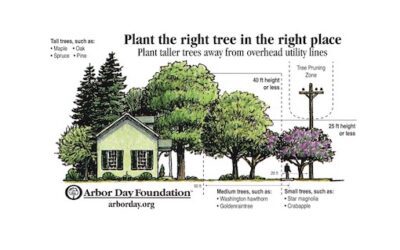 Landscaping with Utility Friendly Trees