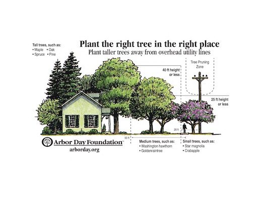 arbor day tree guide